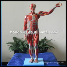 2013 HOT SALE 170cm Life Size Modèle humain d&#39;anatomie des muscles et des organes de luxe, anatomie de la biologie humaine